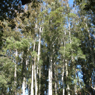 Sydney bluegums- Cambridge Tree Trust